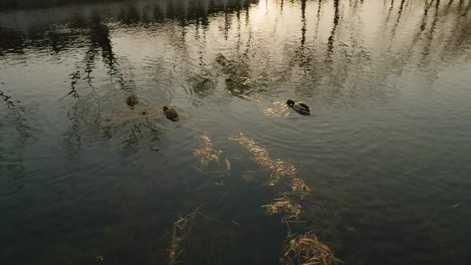 夕阳下湖中的野鸭子