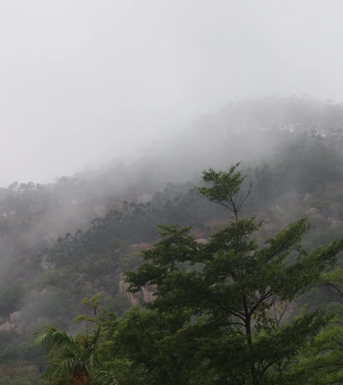 竖屏蒙蒙细雨云雾缭绕山林