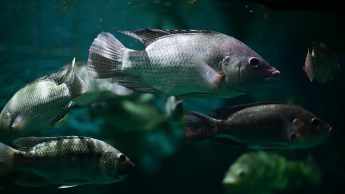 深淡水鱼热带鱼、勺鱼、罗非鱼、多种鱼类的活泼水族箱，泰国鱼可用于烹饪日常生活中的食物。