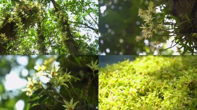 贵州省安龙县石斛基地-石斛花-石斛药材