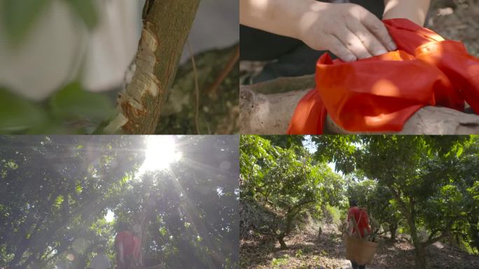 唯美人工砍荔枝木荔枝林烤烧猪烧腊用料木材