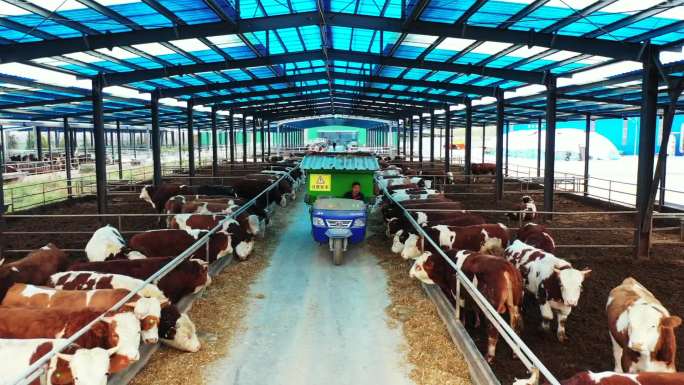 肉牛养殖航拍 养牛工厂肉牛养殖黄牛养殖场