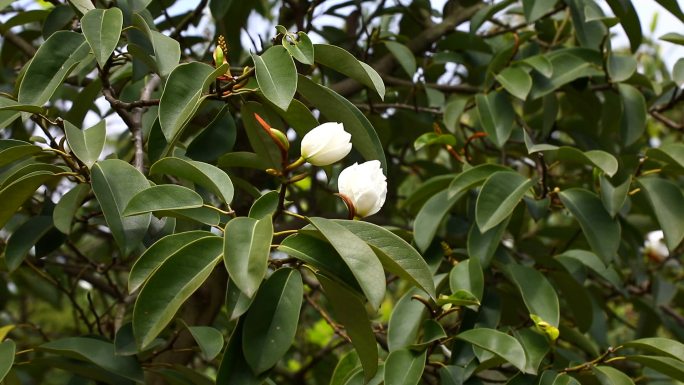 阔瓣含笑 花 叶 植株