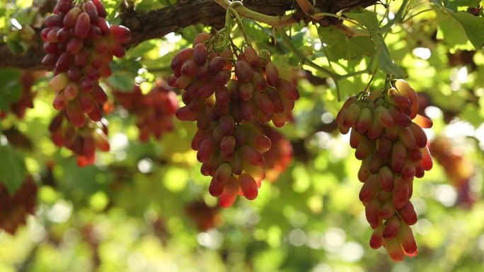 葡萄地里成熟了的葡萄