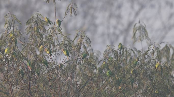 晨雾中的野生花头鹦鹉种群