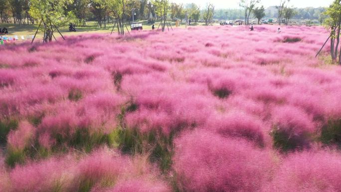 粉黛乱子草花海