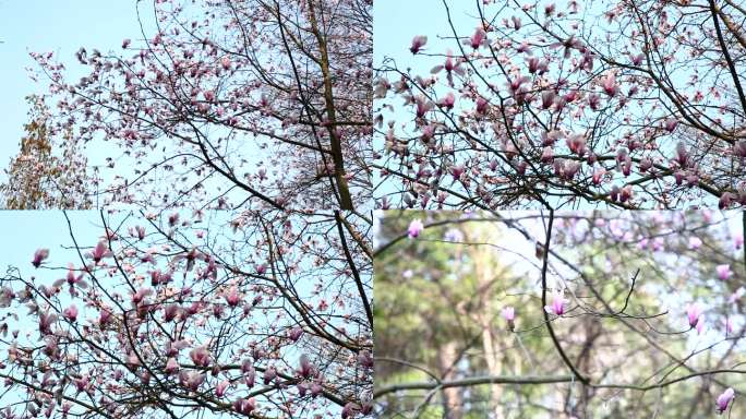 宝华玉兰 花 植株