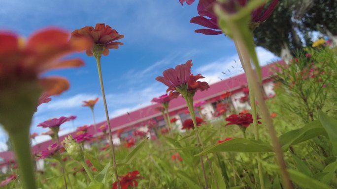 小清新花园鲜花实拍