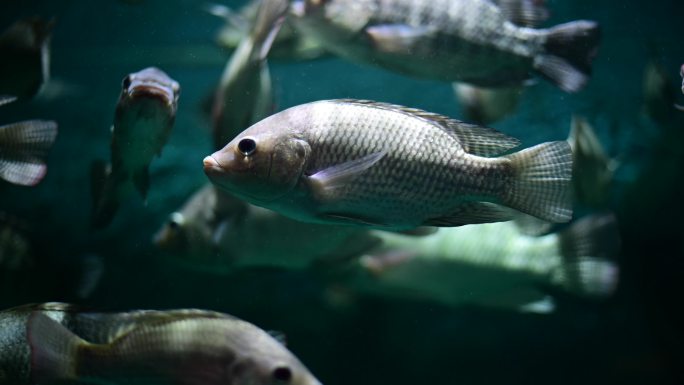 深淡水鱼热带鱼、勺鱼、罗非鱼、多种鱼类的活泼水族箱，泰国鱼可用于烹饪日常生活中的食物。