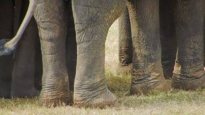 东南亚森林中惊人的大象牙亚洲象。