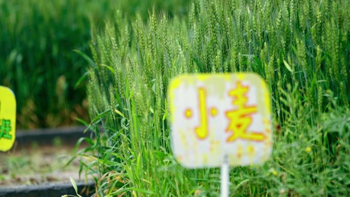 雨水灌溉小麦