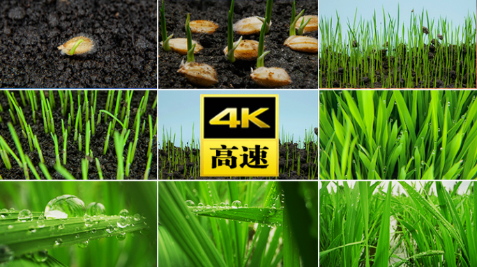 种子发芽生长水稻农业播种庄稼万物生长土壤