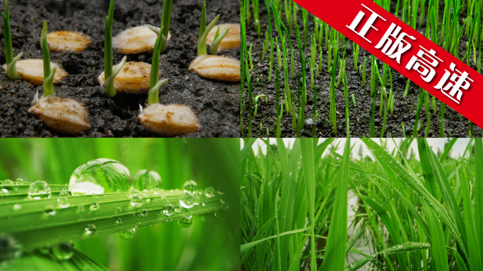 种子发芽生长水稻农业播种庄稼万物生长土壤