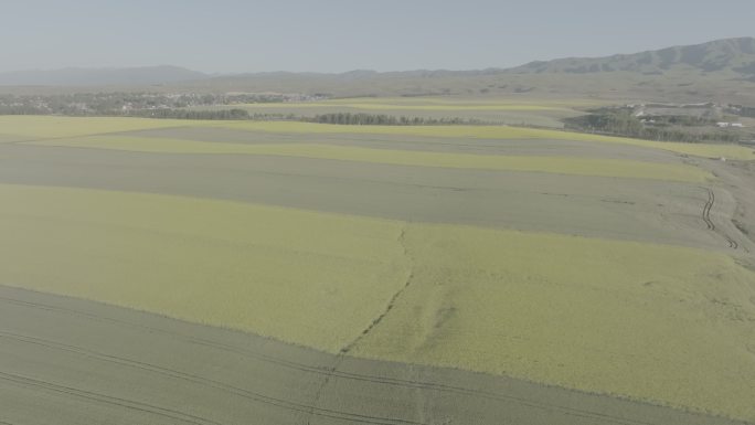 西部边陲新疆伊犁河谷油菜地美景