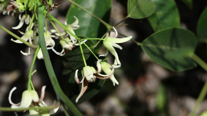 五月瓜藤 花 叶 植株