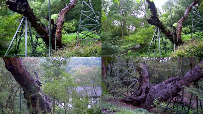 杭州三台山法相唐樟千年樟树4K视频合集