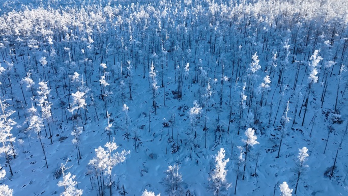 航拍林海雪原银色松林