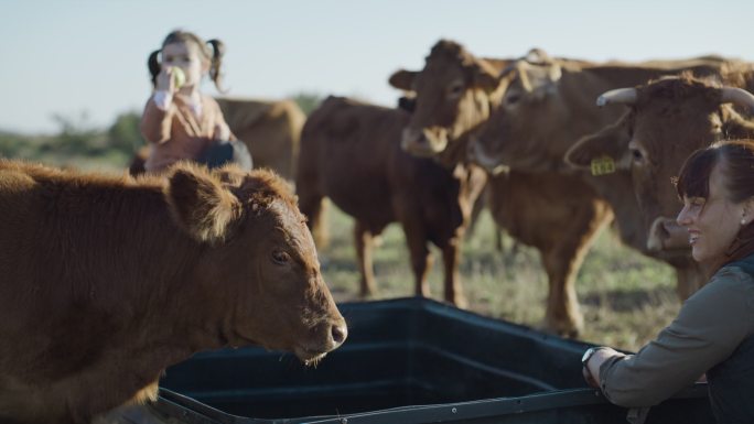 奶牛在开放牧场的可持续牧场上吃草时饮用水。父母和小女儿在自由放养的奶牛场、奶牛场和农业农场喂养和照顾