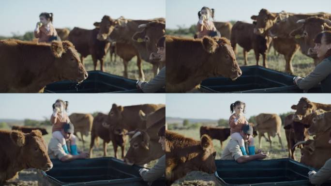 奶牛在开放牧场的可持续牧场上吃草时饮用水。父母和小女儿在自由放养的奶牛场、奶牛场和农业农场喂养和照顾
