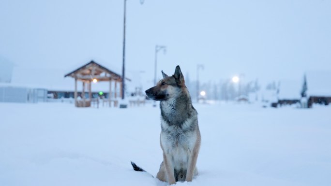 4K雪地中坐着的一条狗特写