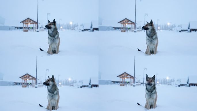 4K雪地中坐着的一条狗特写