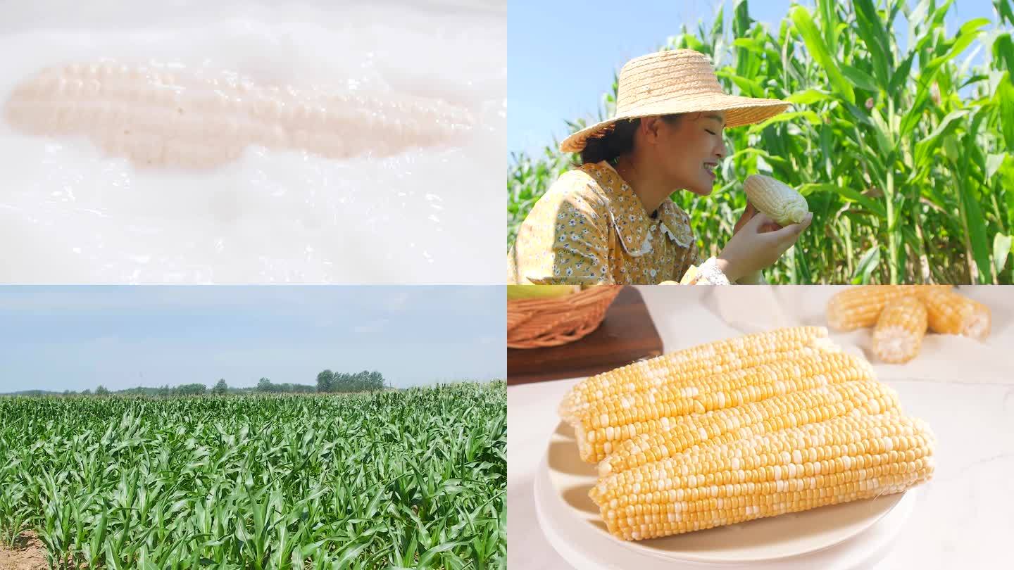 玉米产地
