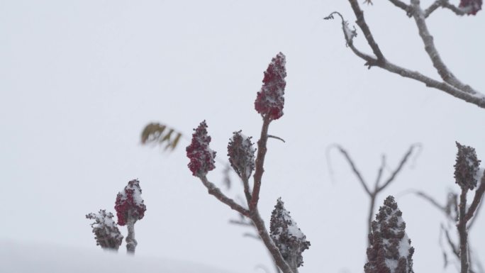 下雪的小区