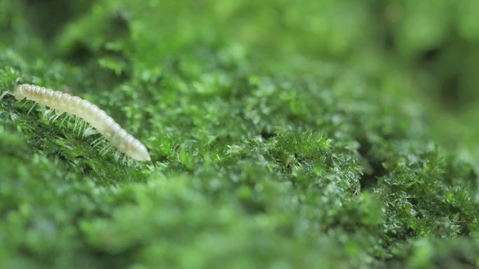 自然 环保 生态 环境 昆虫 雨露 春天