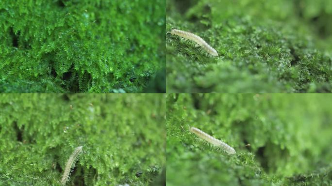 自然 环保 生态 环境 昆虫 雨露 春天
