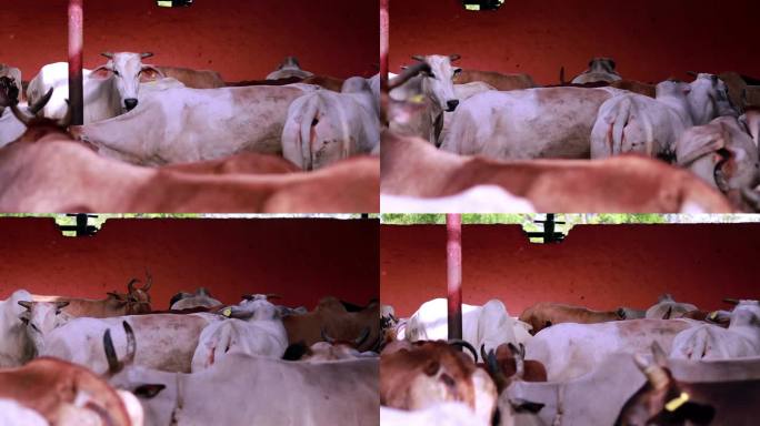 用广角镜头拍摄有趣的奶牛肖像