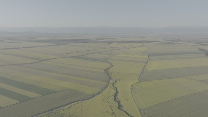 西部边陲新疆伊犁河谷油菜地美景
