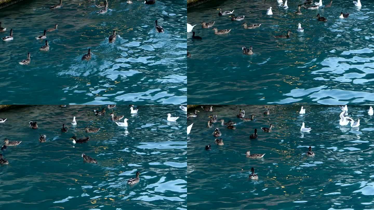加尔达湖的鸭子游来游去栖息地