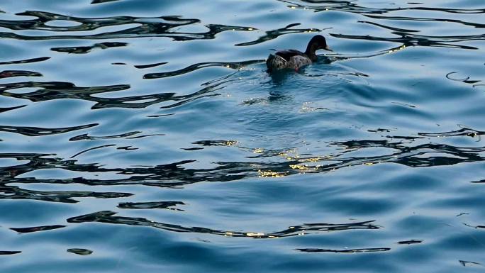 加尔达湖鸭子生态湿地波光粼粼野鸭子游过