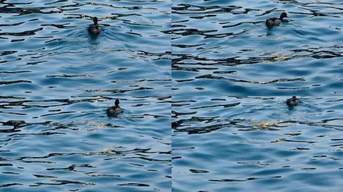 加尔达湖鸭子生态湿地波光粼粼野鸭子游过