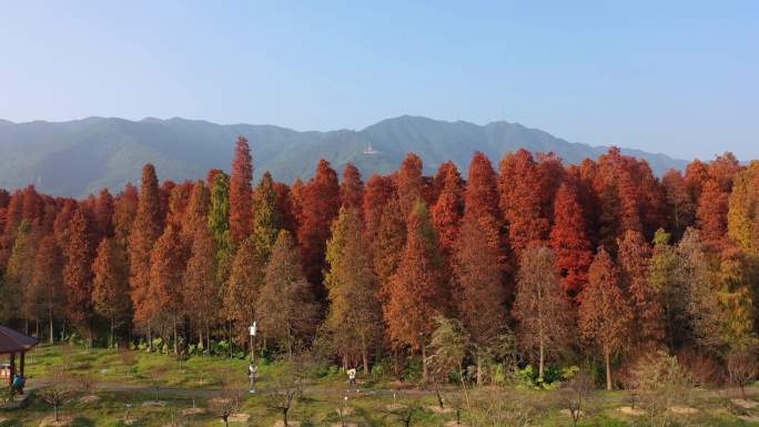 肇庆红叶水杉林