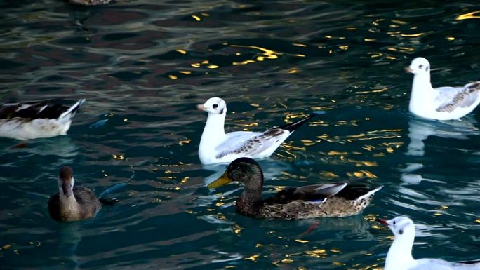 加尔达湖的鸭子生态栖息地互动