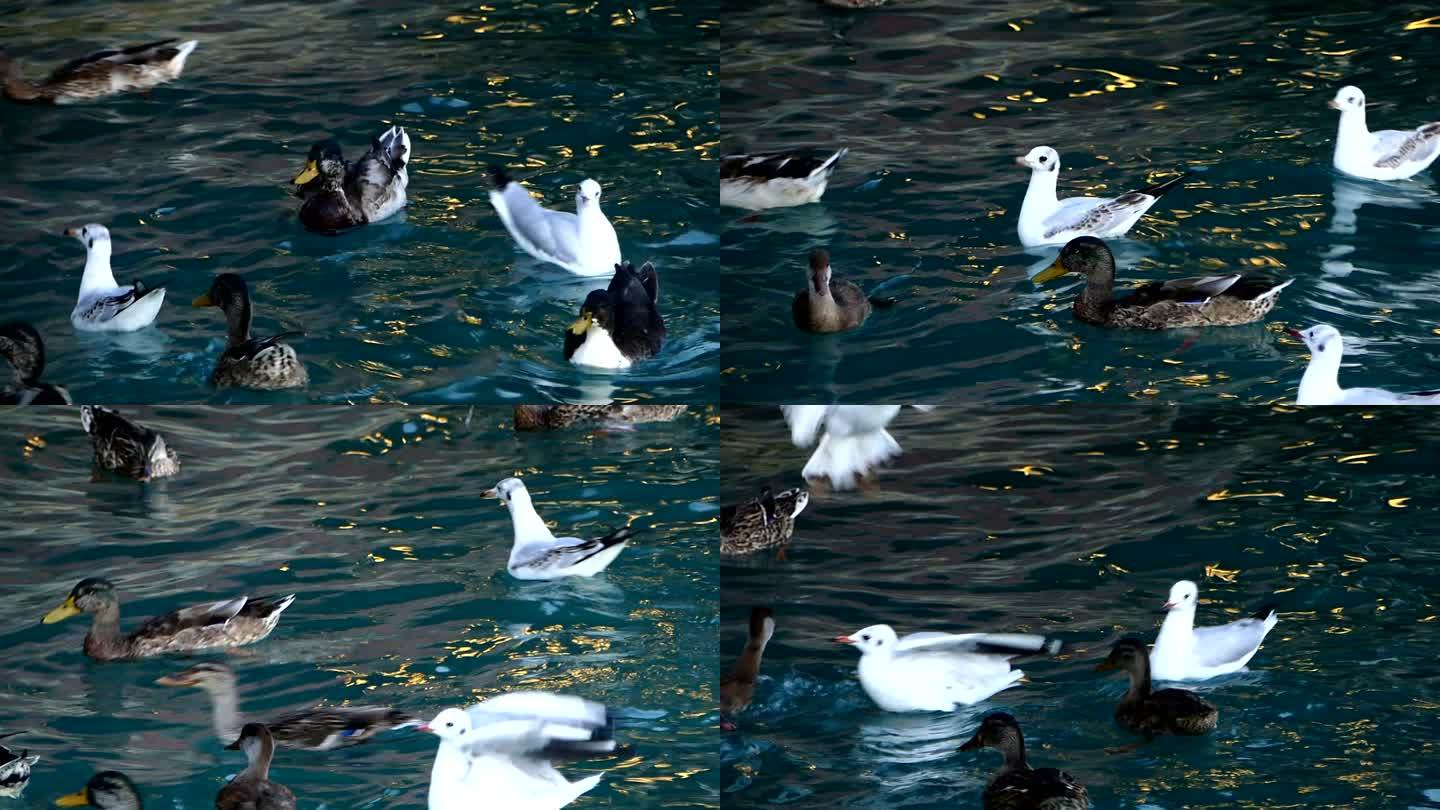 加尔达湖的鸭子生态栖息地互动