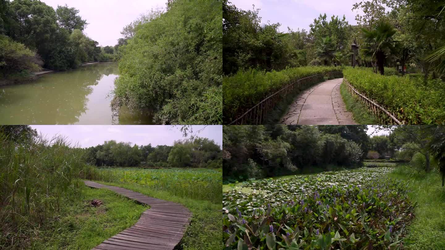 杭州国家西溪湿地公园周家村入口4K视频