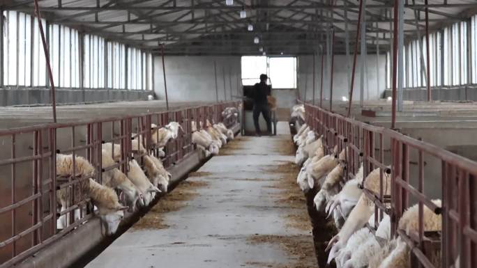养羊养殖场新型畜牧业羊产业羊圈羊舍饲养羊