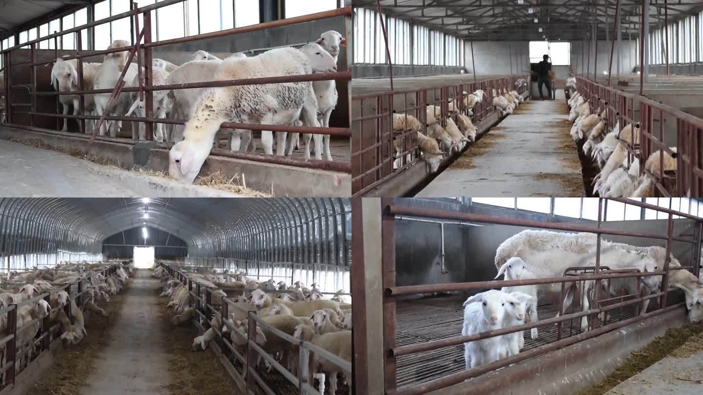 养羊养殖场新型畜牧业羊产业羊圈羊舍饲养羊