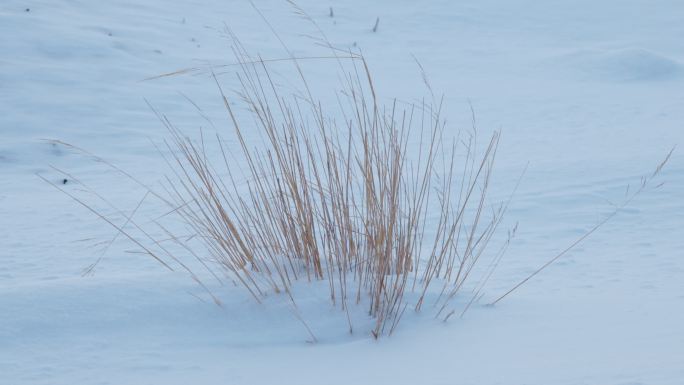 4K风吹动雪地中的枯草