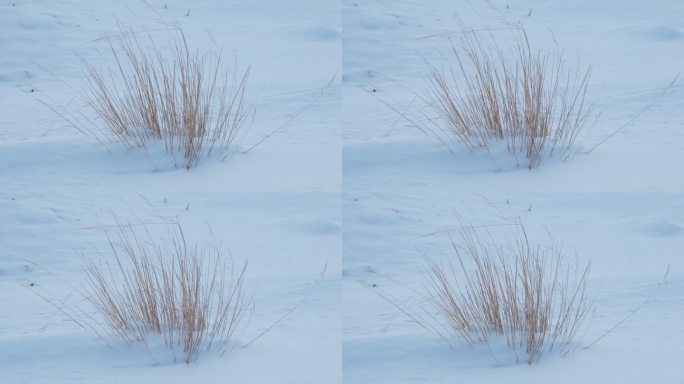 4K风吹动雪地中的枯草