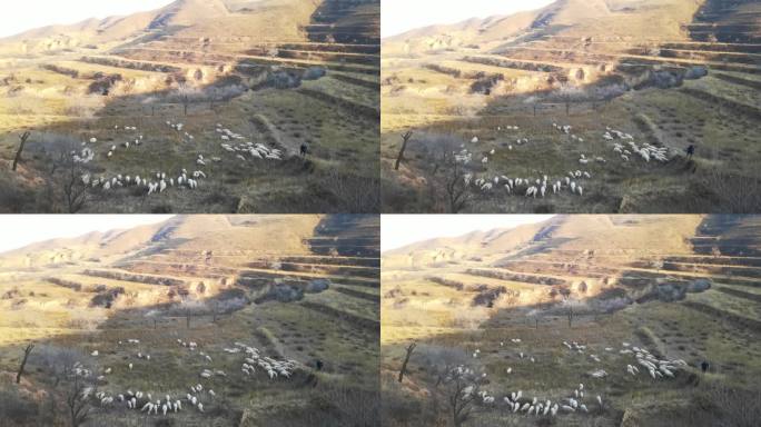 4K北方山区放羊-牧羊人山坡上赶羊