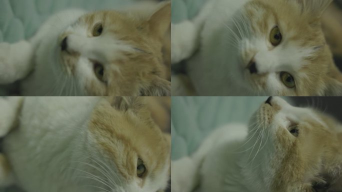 猫 猫咪 吸猫 萌猫 萌宠 宠物 灰片