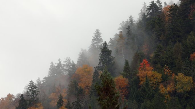 加拿大魁北克，多云的雨天，秋天被雾包围的多色北方森林