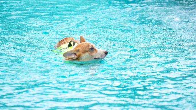 科吉犬宝宝在游泳池玩耍