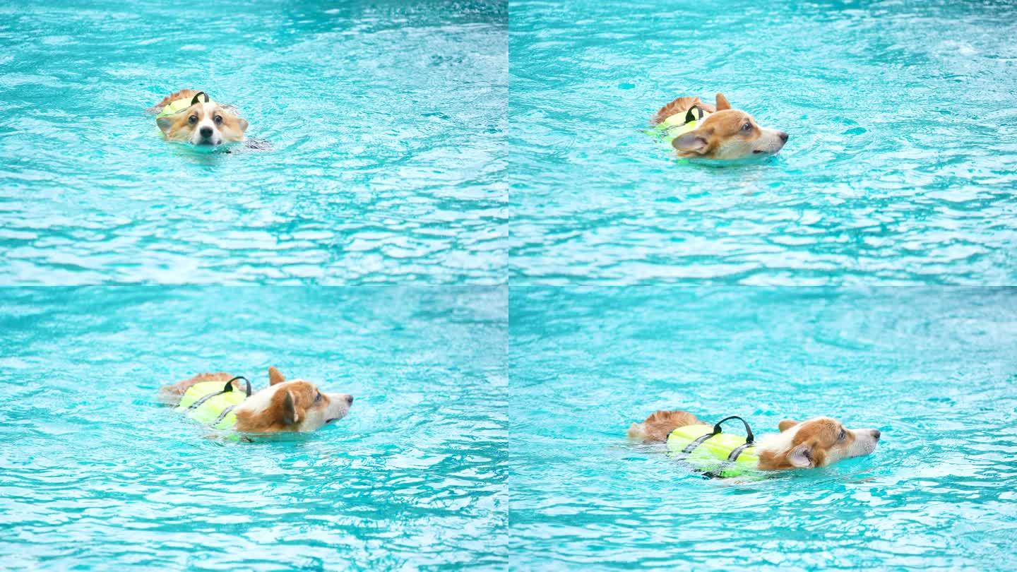 科吉犬宝宝在游泳池玩耍