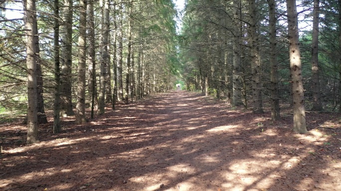 加拿大沃恩伍德布里奇秋季科特里赫特保护中心松树长廊通道的第一人称视角