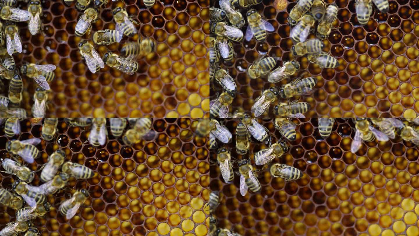 蜂巢里的蜜蜂采蜜蜜蜂特写工蜂