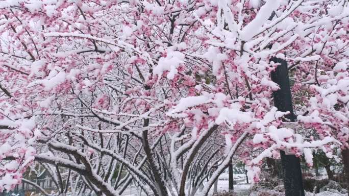 武汉东湖梅园雪中梅花盛开